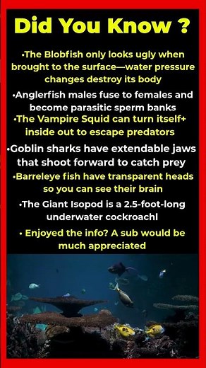 Deep Sea Creatures That Look Like Aliens 🐟🌊