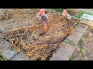 No Pile, No Money, No Waiting – Compost Ready in Days!