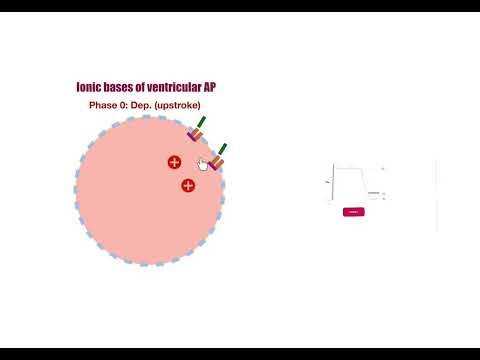 Lecture 4 ventricular AP