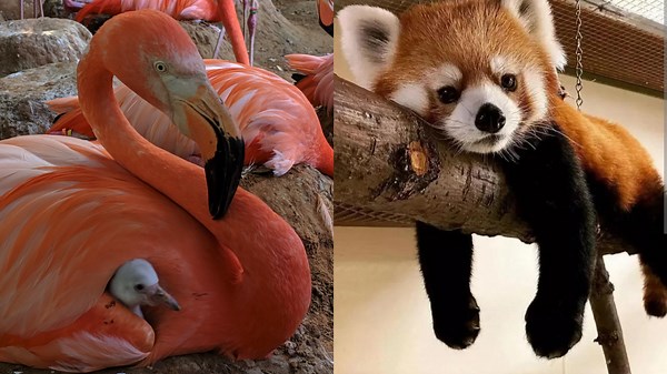 Extreme Fun as Animals Play and Entertain Themselves