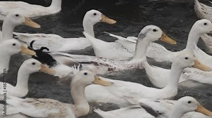 Peking oldest breed of meat-oriented ducks. Reservoirs on a duck farm for rearing ducks