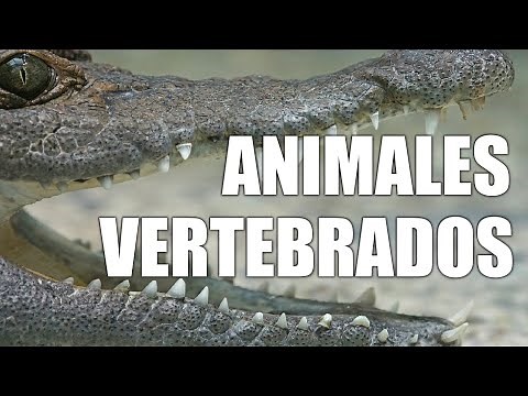 Vertebrate animals and their characteristics
