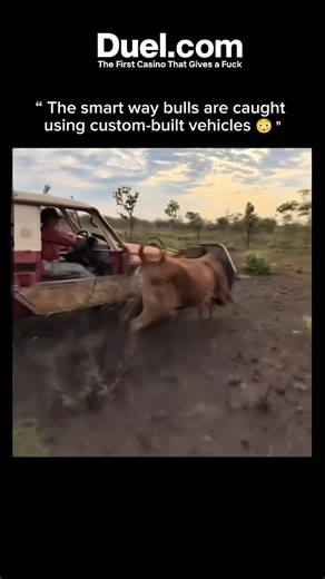 knowledge matrix on Instagram: "🌿🐂 When technology meets the wild, harmony becomes possible. Modern bull-handling systems are designed not to overpower nature, but to work alongside it. Specially built vehicles with gentle hydraulic guides help secure bulls without panic, force, or harm, allowing handlers to do their work while respecting the animal’s natural instincts. In fields where dust rises and winds shift, this blend of engineering and empathy creates a safer space for both humans and w