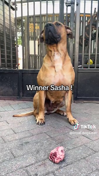 Which Dog Can Eat the Fastest? Discover the Winner