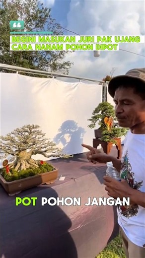 So that's how you pot this style of bonsai: tips and feedback from judge Mr. Ujang