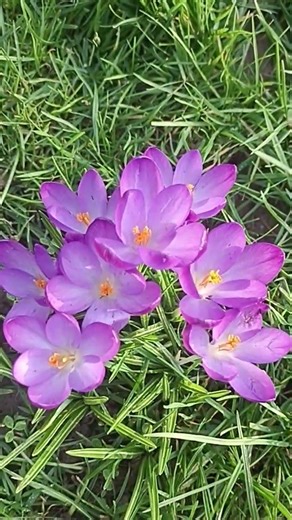 Crocuses blooming = spring loading… 🌱✨