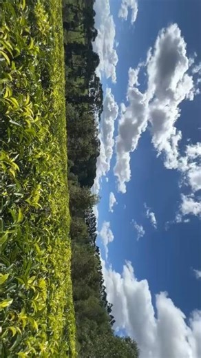 nature of tea plantations 🌿