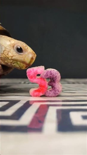 Satisfying Pink & Purple Fruit ASMR: Tortoise Eating 🐢 Number 53 💖💜