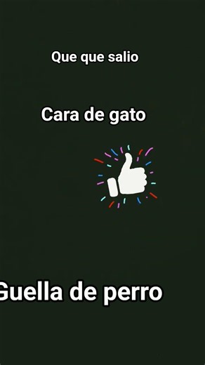 gato o perro
