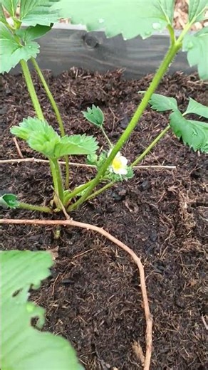 Planted fresh strawberry plants in my raised bed.