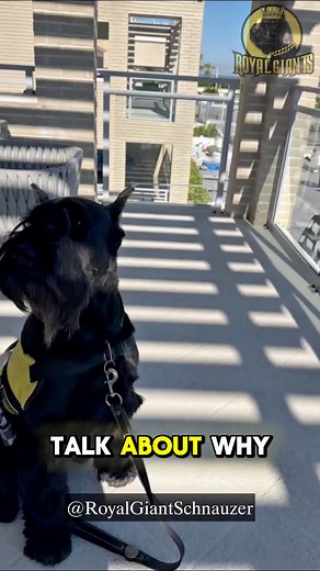 Royal Giant Schnauzers are powerful, loyal, and stunning dogs 🐾👑 But let’s be real—they’re not for first-time owners. At nearly 100 lbs with a strong-willed personality, they need experience, structure, and firm training. 💪🐕Thinking of owning one? Make sure you’re ready for the challenge. | Giant Schnauzers Of IG