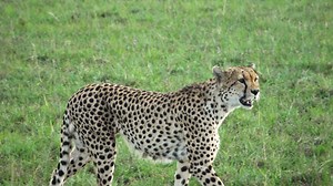 Close-up of a wild cheetah in the savannah of Africa.