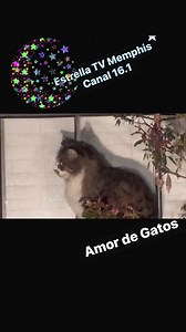 Estrella Tv Memphis. on Reels