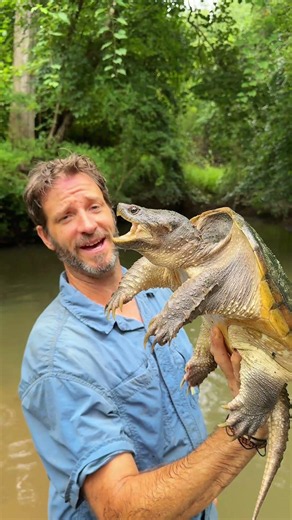 Common snapping turtle fights dirty! #turtle #wildlife