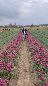 1K views · 101 reactions | Tulips picking at TASC Tulips Farm | Sheng L. Bunag | Facebook
