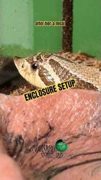Setting up my snake in this ‪@ZooMed‬ enclosure! #molinarosnakelab #zoomed #hognose #diy #reptiles