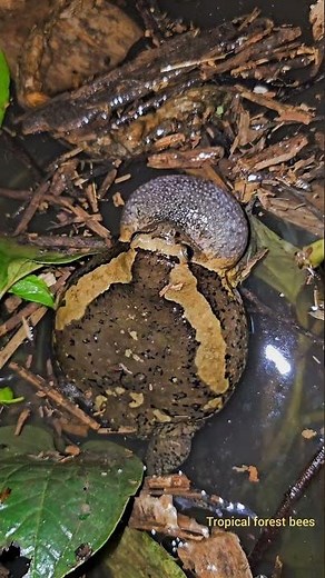 tropical rainforest animals - sound of frog Kaloula pulchra 🐸🐸😂 #frog