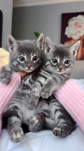 Blue Bengal kittens 💞 Elite GrandGlow cattery ⚜️ * * * * * * #bluebengals #bluebengalkittens #charcoalblue #greybengal #bengal #bengalkitty #bengallove #bengalcat #bengals #bluebengal #silverbengal #bengalcatsofinstagram #bengalkittens #bengals #bengalcatworld #bengalcatclub #bengalkatzen #gattobengala #bengalkedisi #silverbengalkitten #bengalflorida #bengalnyc #bengallosangeles #bengaldallas #bengalukraine #bengalkiev #bengalistanbul #bengalbarcelona #bengalberlin #bengalcats | Natali Nikolaev