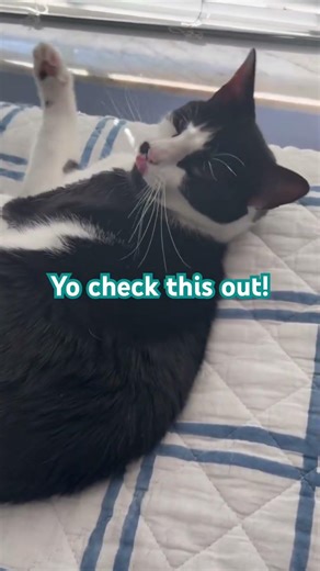 Just a cute baby!! #tuxedocat #catsad #kitty #catlife #catsvideo