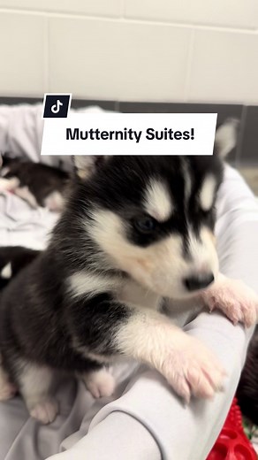 Foster Heroes Needed for Adorable Puppies and Moms