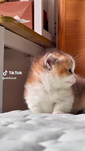 Cute Kitten Miaow - Adorable Cat Meowing Compilation