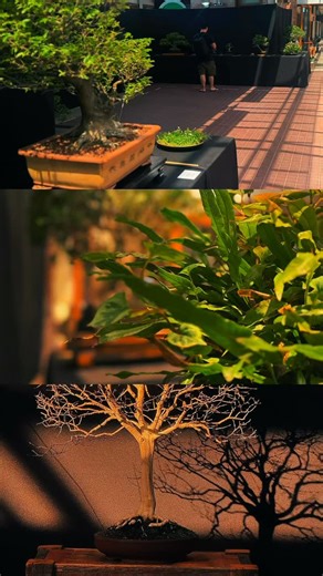 Sergio Luciani on Instagram: "Gran Expo, gracias Cambium, gracias Sebastián y Leandro, al mega equipo compacto y súper eficiente. Gracias ☺️ (Me quedé con las ganas de la maceta de @fusi.lucia.ceramica ) #sergioluciani #sergiolucianibonsai #estudiobonsaiargento"