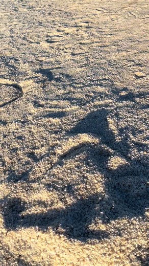 Discover Shell Beach: A Unique Australian Gem