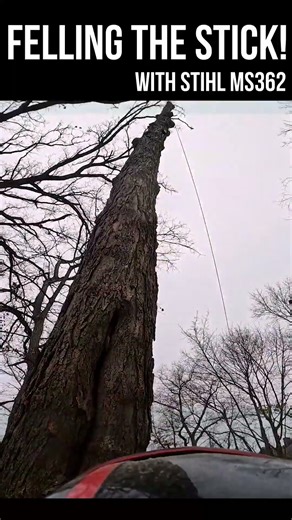 Felling a Maple Stick with a DEEP Notch
