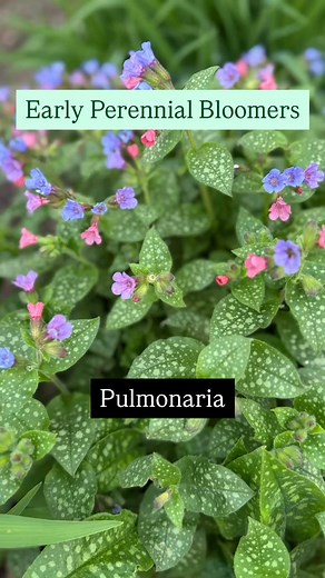 These special Spring perennials provide beautiful, colorful blooms....