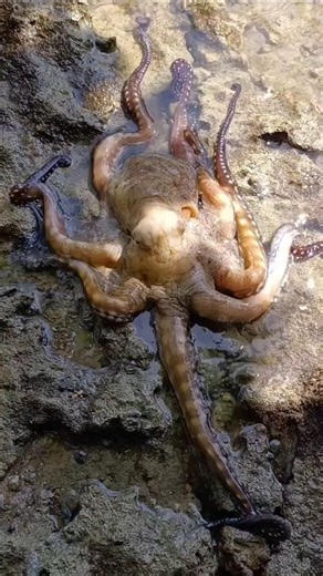 Giant Octopus Found on Rocks 😱🐙 | Amazing Ocean Discovery #shorts