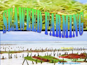 SEAWEED FARMING - SlideServe