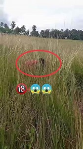 70K views · 630 reactions | Smile Only #funny #PNG #tiktok | Pacific Fans | Facebook