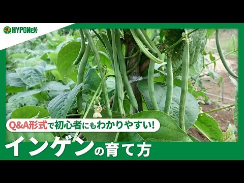 ☘180: How to grow green beans | Tips for a delicious harvest? Also introducing watering, fertiliz...