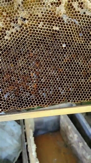 The beehive board in the box must be stored easily so that there are no problems when creating | Beehub Reely