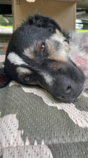 133K views · 7.2K reactions | We have a call into the vet. Fruity is throwing up a lot. And not himself. Please send him the good vibes. We don’t know if it’s the medication or the wasp. | 2 Traveling Dogs | Facebook