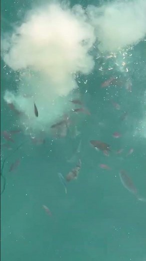5月25日月曜日朝一番サビキ釣りの様子。和歌山県みなべ町堺大堤防先端内側にて。トウゴロウイワシ、バリコ（アイゴ）、コッパグレ、スズメダイ、クロホシイシモチの大群。豆アジの姿はなかった。
