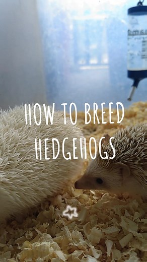 How to breed hedgehogs #KuyaAD #hedgehog #petsoftiktok #rambutan #sonic #soparasavideonato #spikeparent #spike #quills #pet