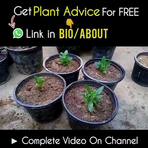 How to Grow Verbena Flower Plants At Home?