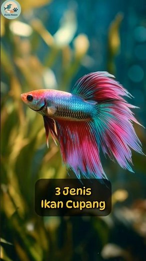 3 Jenis Ikan Cupang yang Paling Populer di Dunia 🐟✨