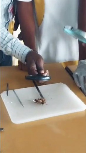 Dissection of cockroach 🪳