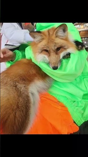 Fox Paradise in Japan! 🦊 Miyagi Zao Fox Village Tour 🇯🇵