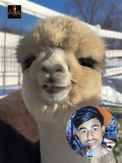 Alpaca Facts 🤯 Why Do Alpacas Spit? | Amazing Animal Facts #shorts