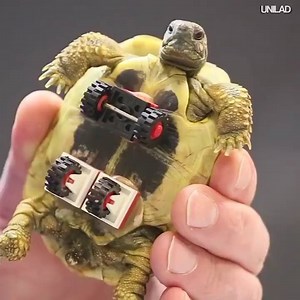 31K views · 136 reactions | Turtle on Lego Wheels A spur-thighed...