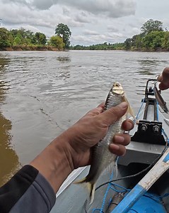 wow seluang terbesar kalimantan 😅 | Fayz Fishing Adventure