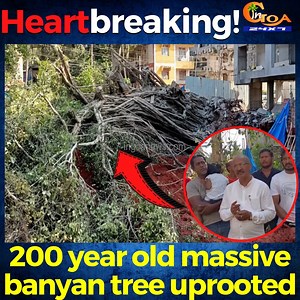 3.9K views · 32 reactions | #Heartbreaking! 200 year old massive banyan tree uprooted. Calangute villagers claim it was done deliberately by a builder #Goa #GoaNews #BanyanTree #uprooted #Calangute #builder | In Goa 24x7 | Facebook