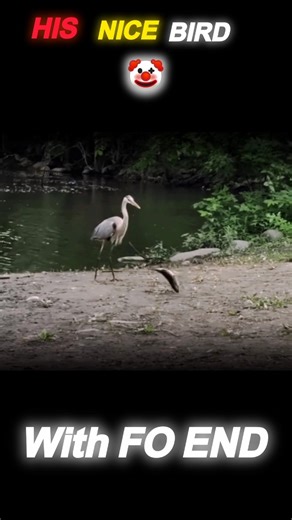 Heron Catches a Big Rat! 😮 | Nature's Brutal Hunt | Must-See Bird Moment #shorts
