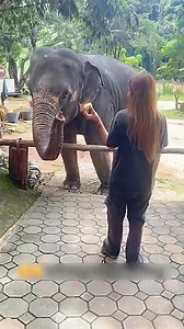 Unexpected Elephant Hug 🐘💖 #elephant | Stories Of Animals