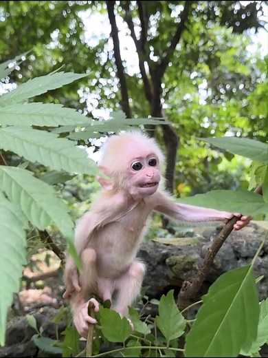 Baby monkey terrified in need for comfort | Best Videos