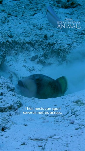 Meet the infamous triggerfish! 🌊 These fish create nests in soft sand on the ocean floor, right out in the open. With an exposed nest creating a wide area for the fish to defend, some – such as the titan triggerfish – are known for their aggression towards intruders. Have you encountered a triggerfish while diving? Let us know your experience in the comments below! 📺: Australian Geographic Extraordinary Animals is now airing on NITV on Sunday nights at 7.30pm. Episodes are available to stream 
