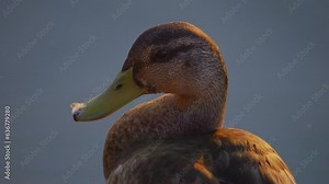 Duck Close-up. Bird swims in the lake, river. River Mallard Duck. Duck in slow motion.
